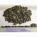 Raw Seeds Sunflower Seeds 20/64